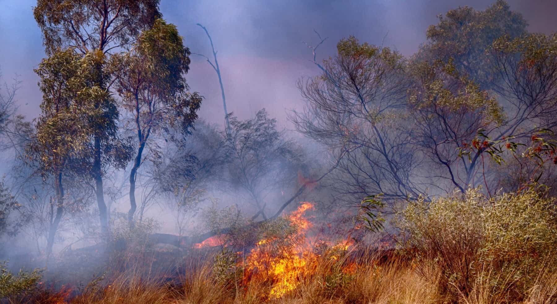 Blog Post Featured Image 9 scaled How Fire-Rated Roller Shutters Help Protect Homes In Perth Bushfire Zones 4